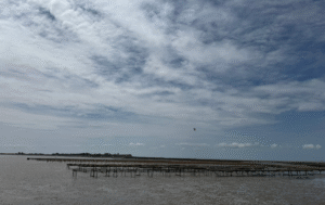 Huitres Angoulins - Parcs ostréicoles